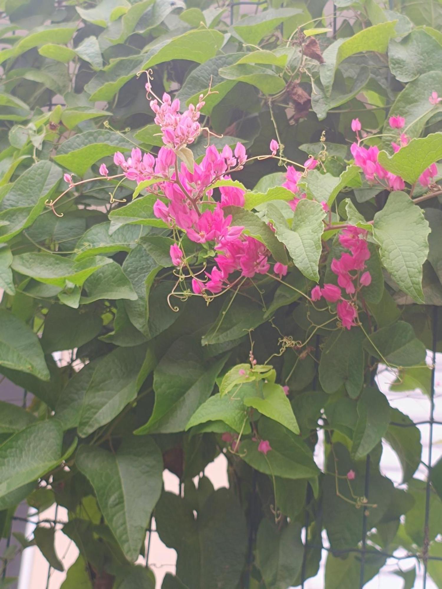 אובטובה Pousada Nova Primavera מראה חיצוני תמונה