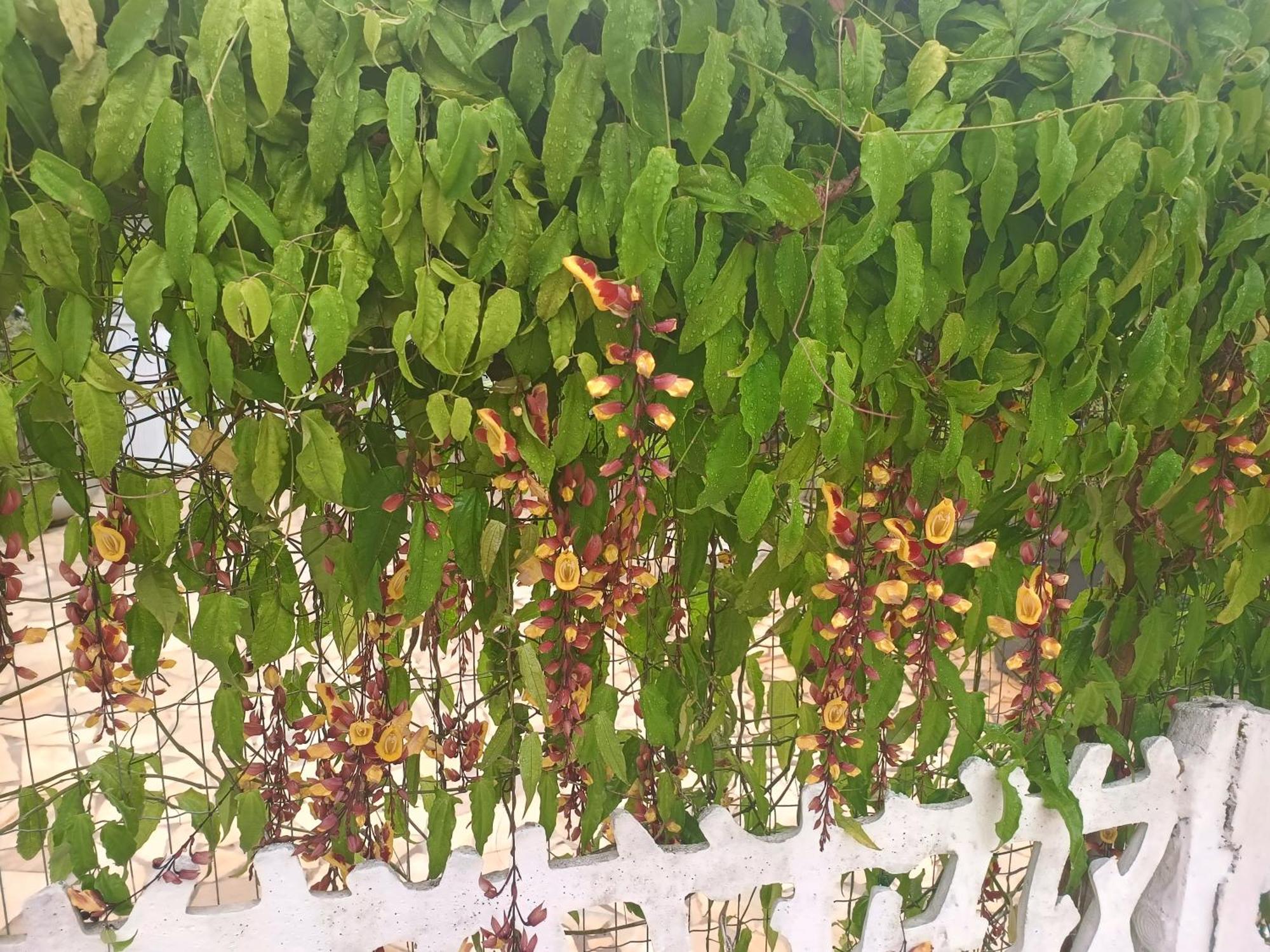 אובטובה Pousada Nova Primavera מראה חיצוני תמונה