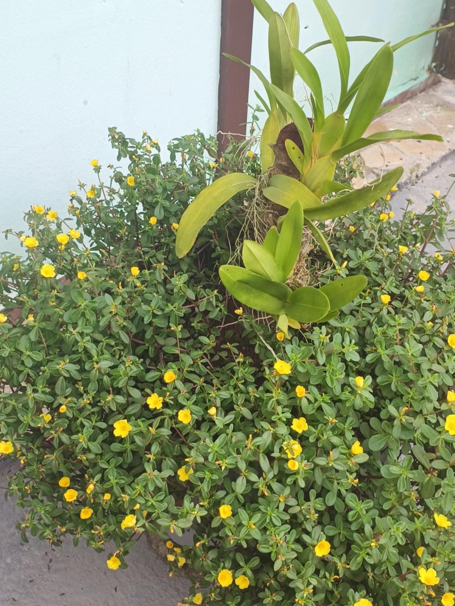 אובטובה Pousada Nova Primavera מראה חיצוני תמונה